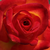 Rumeno - rdeča - Vrtnice Floribunda - Alinka